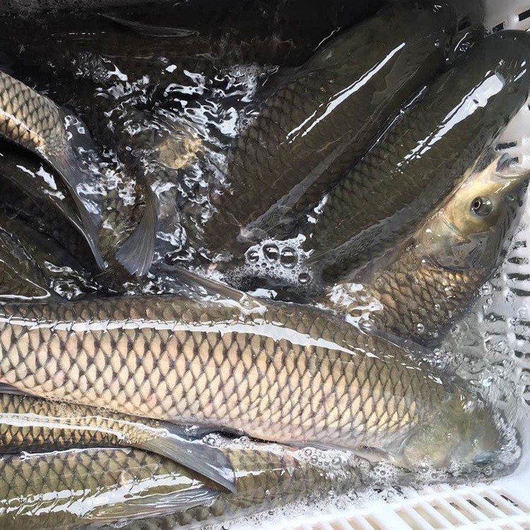 厂家供应新鲜淡水鱼草鱼水产草鱼整鱼活鱼批发