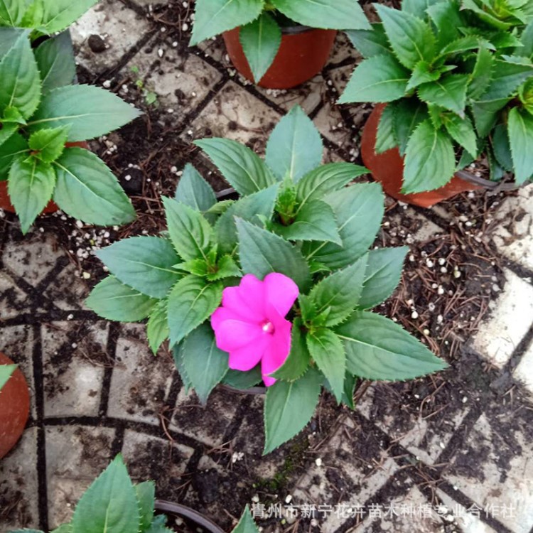 非洲凤仙 批发青州凤仙花苗盆栽种子 宿根草花花卉园林绿化工程