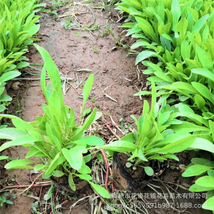 大花金雞菊精品量多 營養(yǎng)缽金雞菊價格 青州宿根花卉種植基地