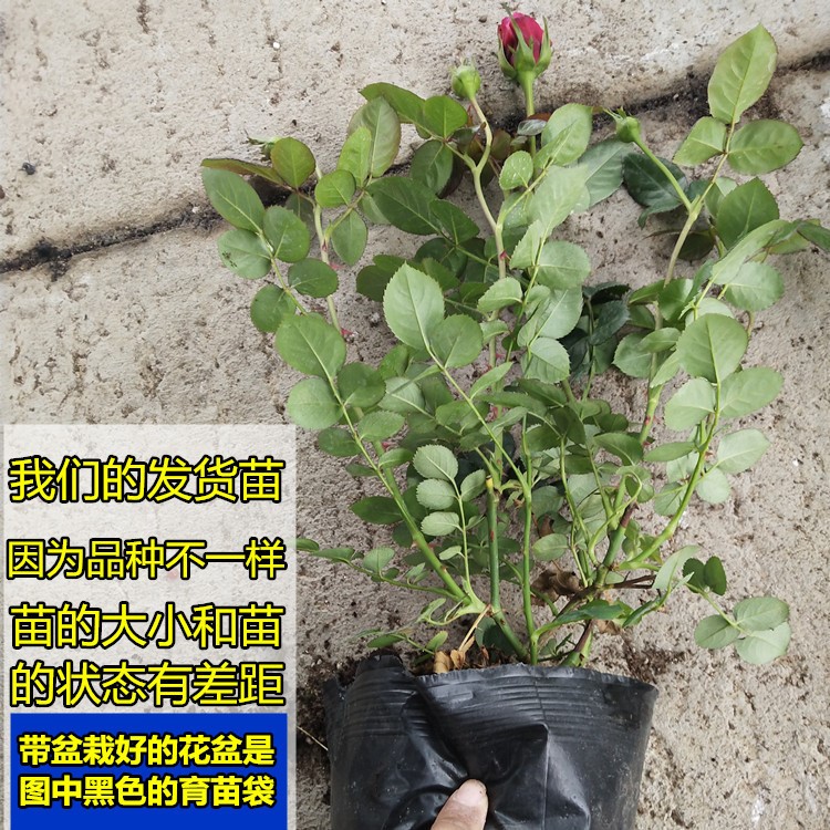 月季莎士比亚2000花园庭院浓香花苗奥斯汀四季大花灌木玫瑰花红色