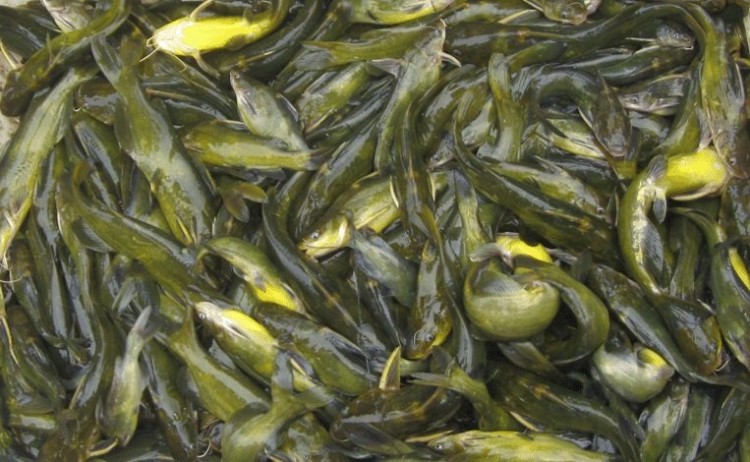 宿州靈璧縣草魚苗錢一斤