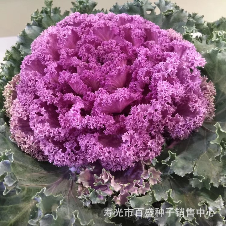 粉色羽衣甘藍種子綠甘藍種籽陽臺盆栽花卉春四季蔬菜觀賞食用包郵