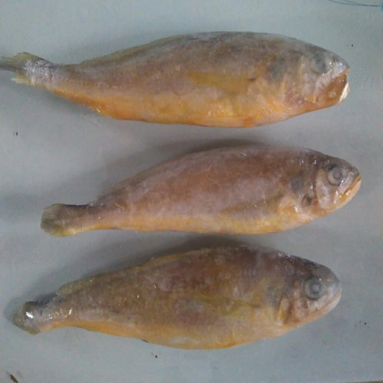 供應(yīng) 小黃魚 黃花魚 黃瓜魚 冷凍魚類海鮮批發(fā)