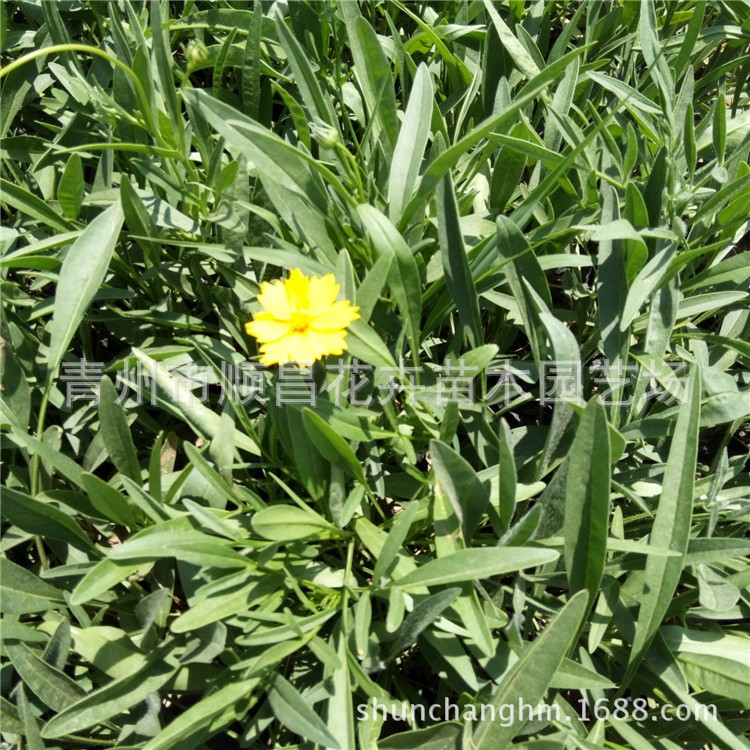 金雞菊 宿根花卉 大花金雞菊宿根觀賞植物 青州苗圃直供