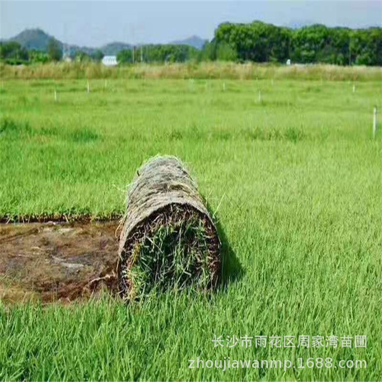 批發(fā)各種地毯草坪蘭引三號 蘭引三號草毯 根系發(fā)達(dá) 價格優(yōu)惠