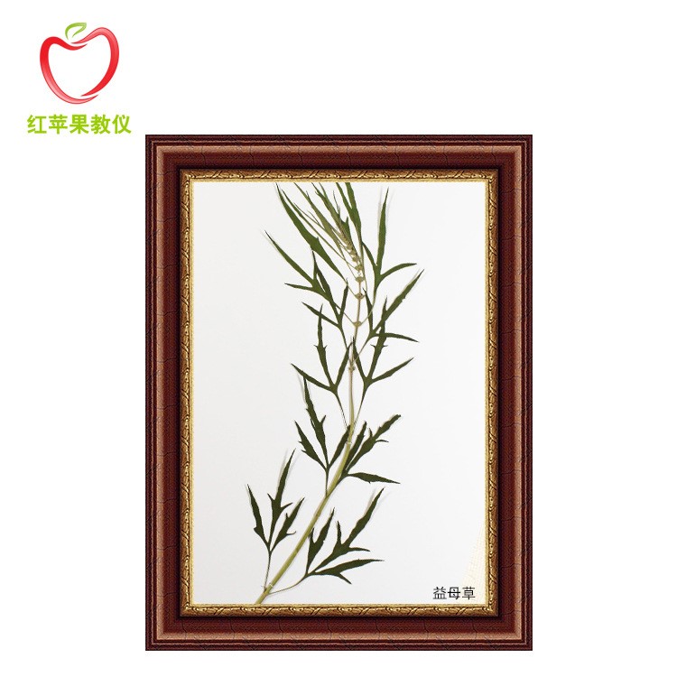 廠家直銷臘葉標(biāo)本 干制標(biāo)本 植物標(biāo)本 益母草標(biāo)本 不含框