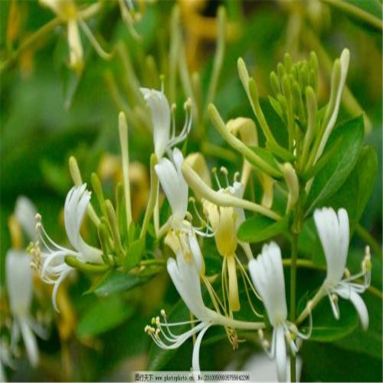 金銀花種子 四季金銀花 室內(nèi)陽臺庭院可播盆栽花卉植物種籽