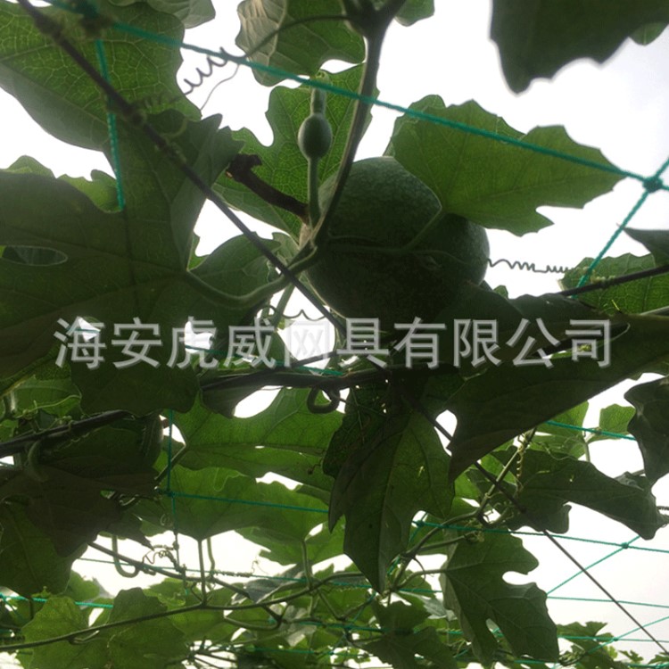 生产 植物爬网 种植塑料网 塑料果园网 农作物支架网