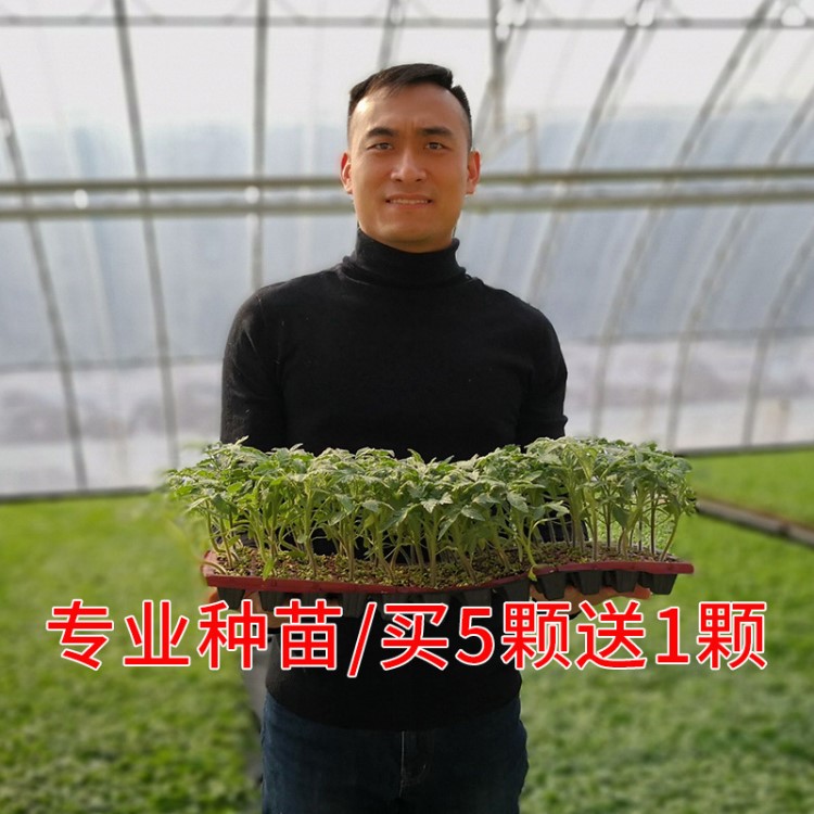 蔬菜苗幼苗菜苗番茄苗西紅柿苗西瓜苗秧茄子小辣椒圣女果甜瓜種苗