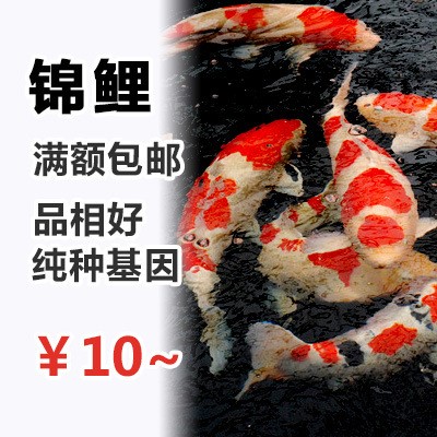 錦鯉 活體日本種昭和白寫觀賞魚 風(fēng)水魚丹頂錦鯉魚冷水魚