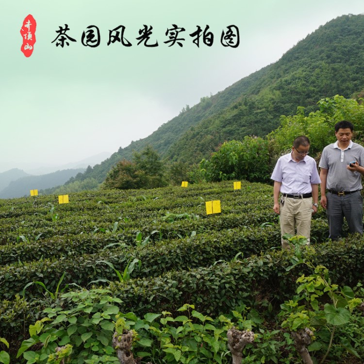 原產(chǎn)地廠家直銷2020年新茶明前一級散裝安吉白茶綠茶茶葉批發(fā)