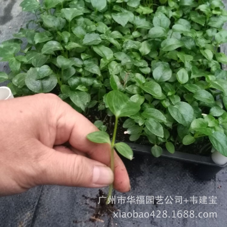 服務(wù)好 源頭廠家園林綠植批發(fā) 低價供應(yīng)室內(nèi)外觀葉植物 大葉傘苗