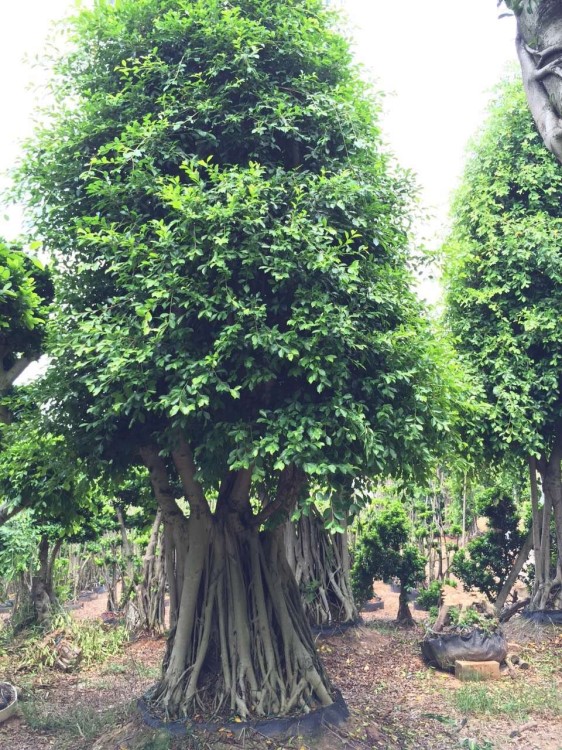 供應(yīng)沙西榕樹，榕樹盆景，全冠小葉榕樹，吊根細(xì)葉榕樹，樹樁榕樹