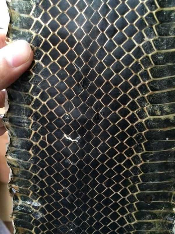 整张乌稍蛇皮 蛇皮蛇皮 蛇皮 蛇皮蒙皮 乌蛇皮 乌梢蛇皮 蛇皮蛇皮