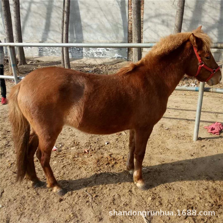 迷你寵物馬 矮馬批發(fā) 云南矮馬價格 矮馬活體包郵