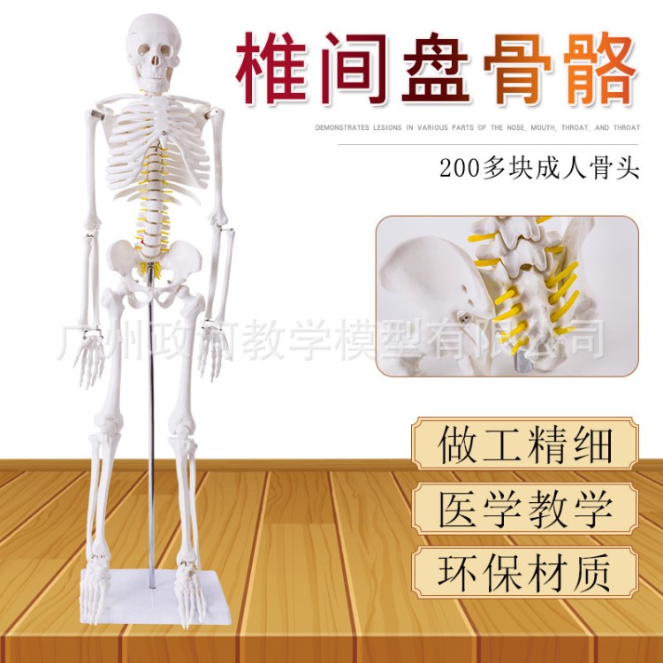 美术艺用医学标准85CM人体骨骼模型带椎间盘骨骼骨架教学模型