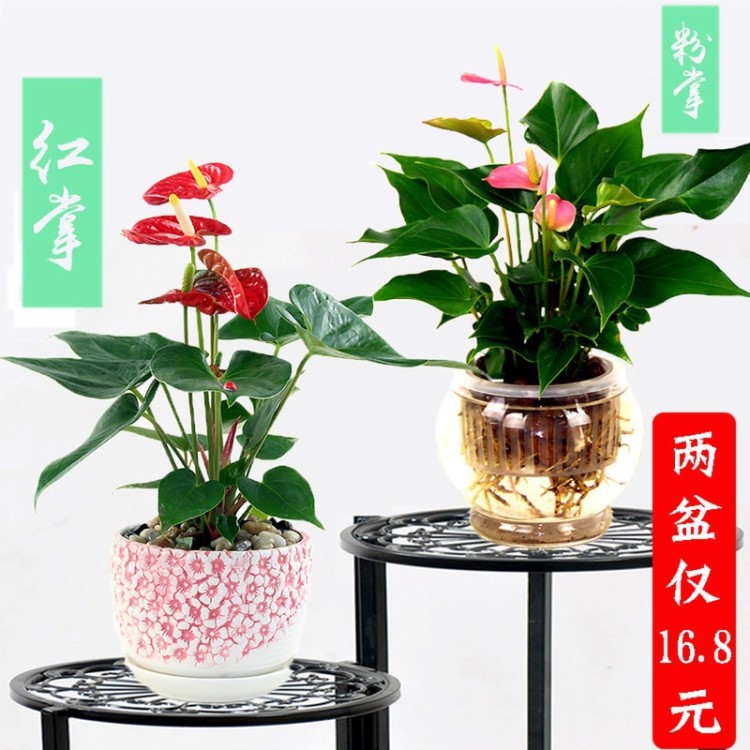 水培植物粉掌紅掌一帆風(fēng)順白掌盆栽辦公室內(nèi)水培盆栽大紅掌花卉苗