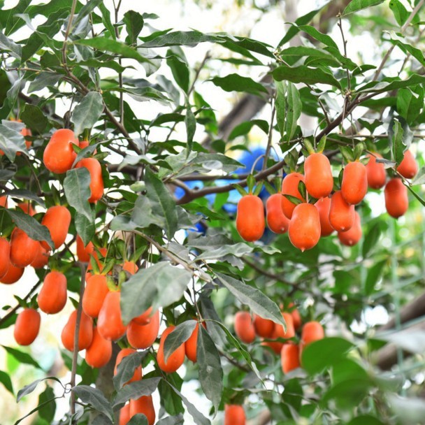 金彈子樹種子 盆栽花卉種子 烏柿種子 剌柿 瓶蘭花 金彈子種籽