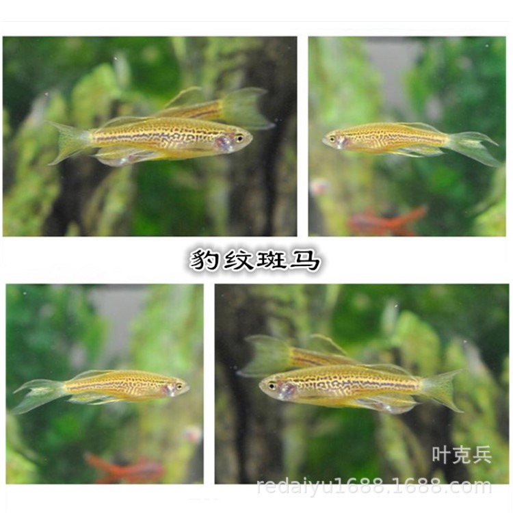 熱帶魚(yú)觀賞魚(yú)批發(fā)豹紋斑馬魚(yú) 斑馬草缸魚(yú)漁場(chǎng)批發(fā)