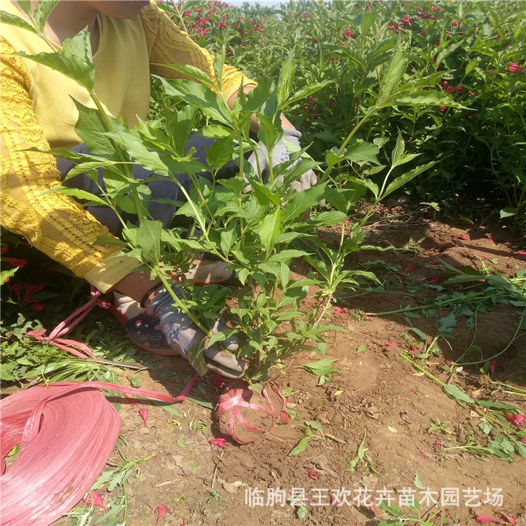 山東紅子錦帶 落葉灌木 批發紅子錦帶苗 錦帶花
