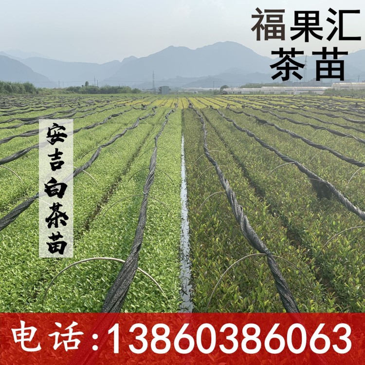 安吉白茶苗 白葉一號茶苗 度 科農茶苗 基地全國批