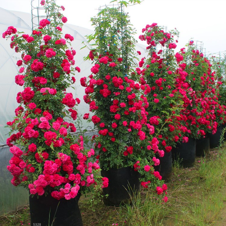 甜蜜红木香花苗梅郎珍珠阳台庭院围墙爬藤植物白木香七里香黄木香