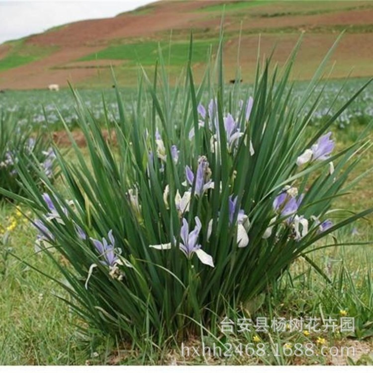 遼寧基地低價(jià)銷售耐寒抗旱耐貧瘠生命力頑強(qiáng)宿根植物馬蘭別名馬蓮