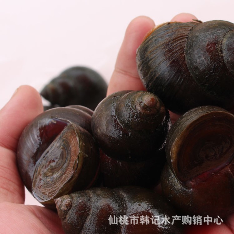 2019年野生鮮活螺螄新鮮食用厚殼食用大田螺種批發(fā)