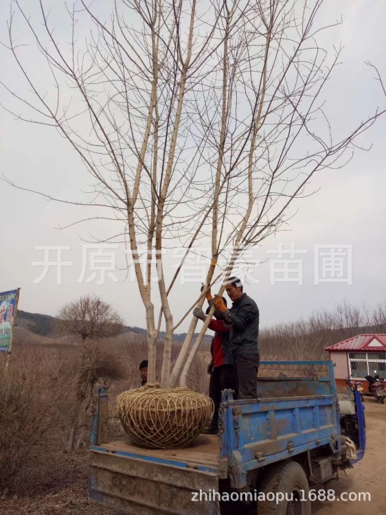 叢生金葉復(fù)葉槭 叢生糖槭 叢生 復(fù)葉槭 規(guī)格