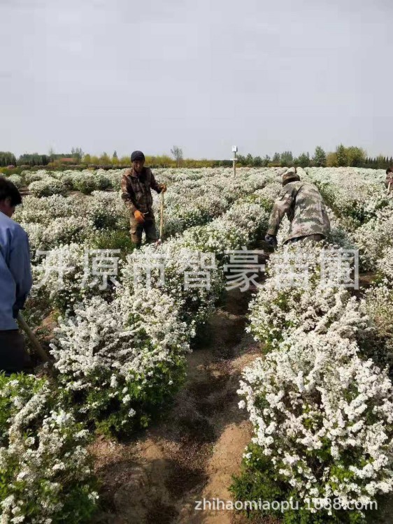 遼寧苗木基地直銷50-150 珍珠繡線菊球 綠化苗木