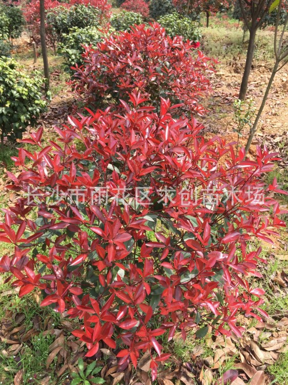 湖南紅葉石楠球 3公分紅葉石楠樹價格 高桿紅葉石楠