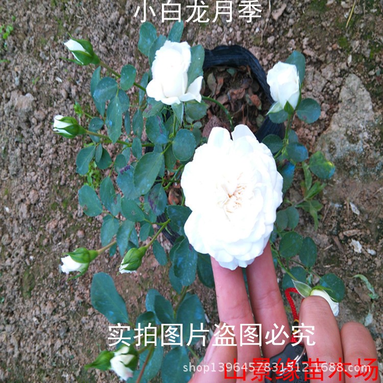 大花品種月季 小白龍多花 花心梅花對卷狀