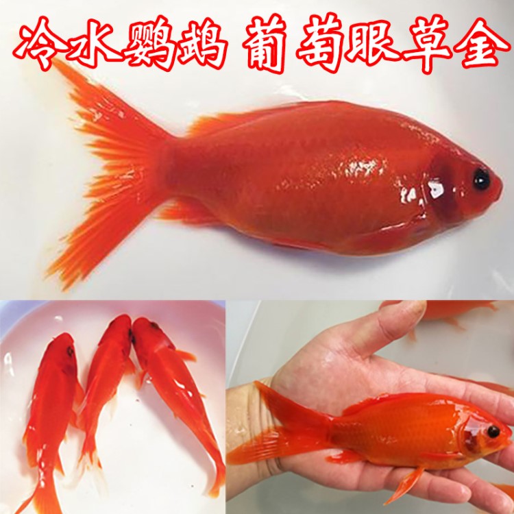 觀賞金魚(yú) 活體冷水鸚鵡葡萄眼草金批發(fā)零售 上海紅草金魚(yú)一件代發(fā)