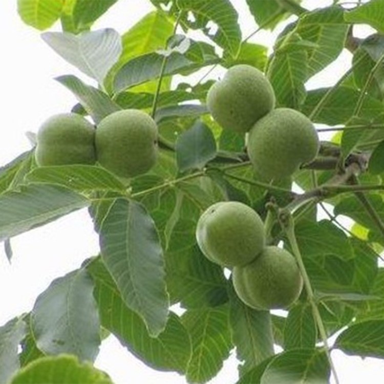 薄皮核桃树苗味道香浓量核桃树苗可供南北方种植地栽核桃树苗