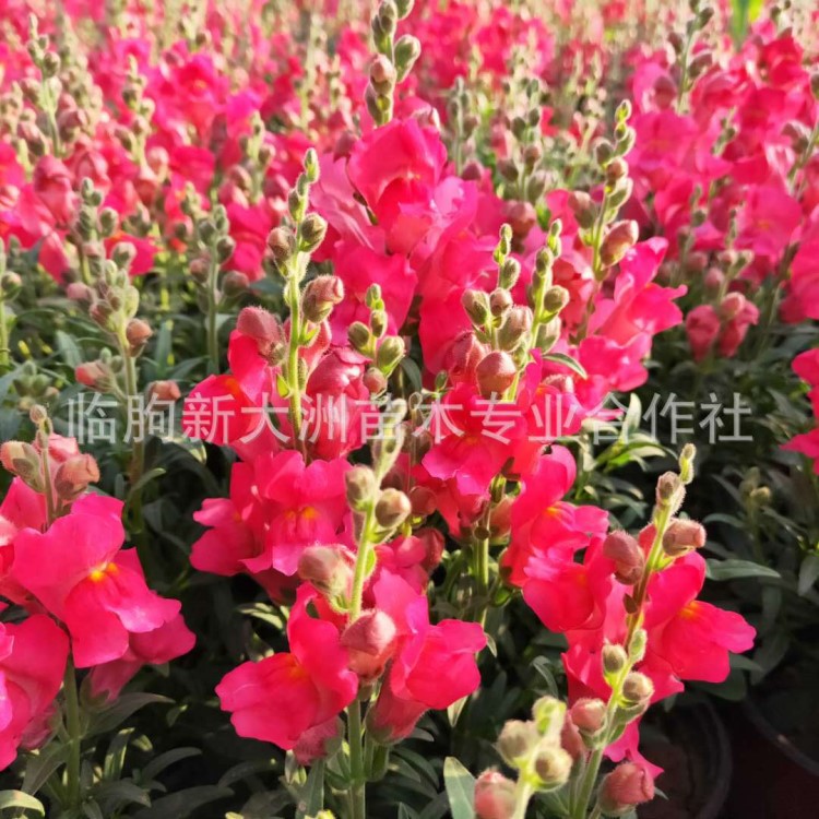 金魚草 山東青州大量批發時令草花金魚草 苗壯棵大金魚草盆栽