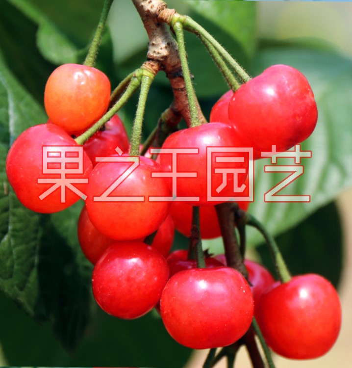 南早紅櫻桃樹 4月初成熟 南方櫻桃樹 紅妃櫻桃 南方的大櫻桃