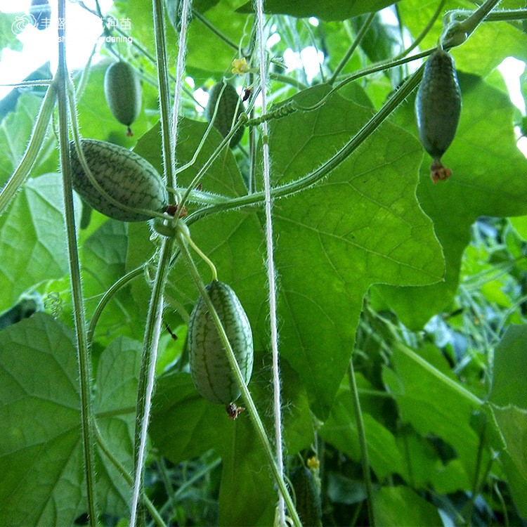 【產(chǎn)地直銷零售批發(fā)】拇指西瓜種子觀果蔬菜易活四季家庭園藝