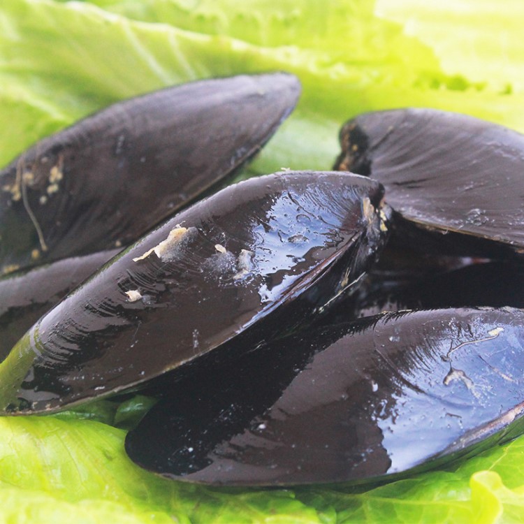 连云港鲜活 新鲜海虹 鲜活淡菜 青口贝 贻贝产地批发水产海鲜贝壳