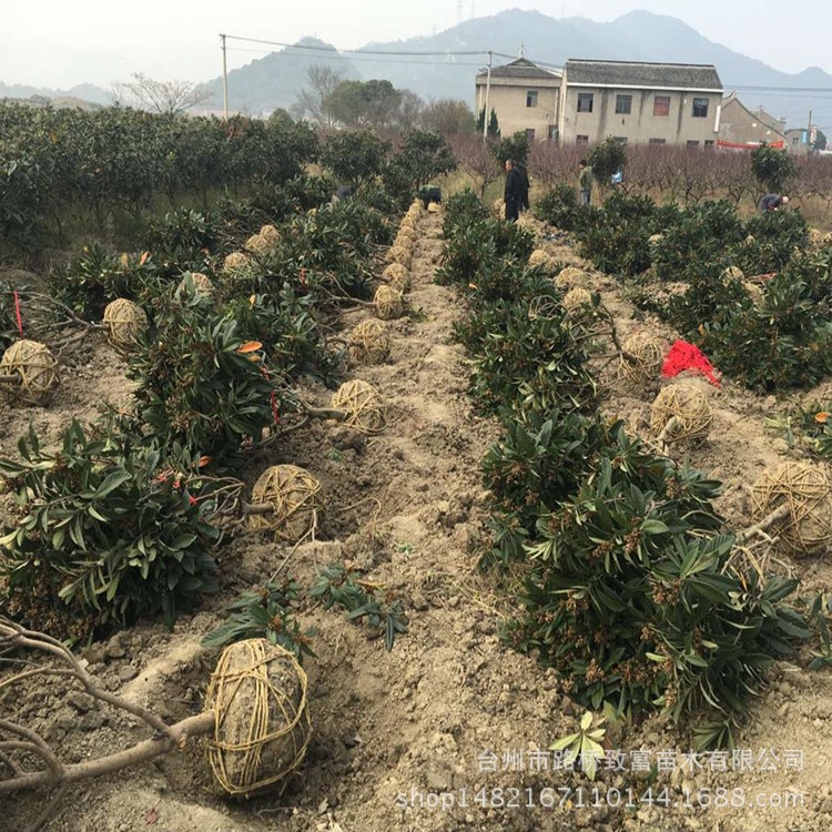 低價(jià)處理枇杷樹 6到8公分白沙枇杷樹苗 綠化植物果樹苗土球發(fā)貨