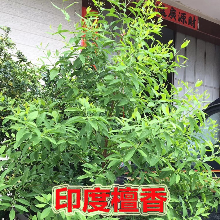 印度檀香樹(shù)苗名貴樹(shù)苗老山檀香紫檀樹(shù)苗珍貴樹(shù)庭院綠化樹(shù)盆景盆栽