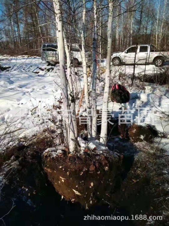 东北苗木基地批发绿化苗木白桦树 装饰树干 丛生白桦规格