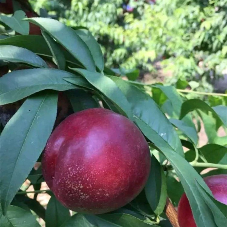 河南種植桃樹苗 早熟品種油桃苗 定金發(fā)貨 量大優(yōu)惠