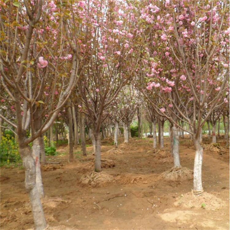 基地直銷櫻花樹苗綠化苗木當(dāng)年開花早櫻晚櫻行道風(fēng)景樹庭院綠化