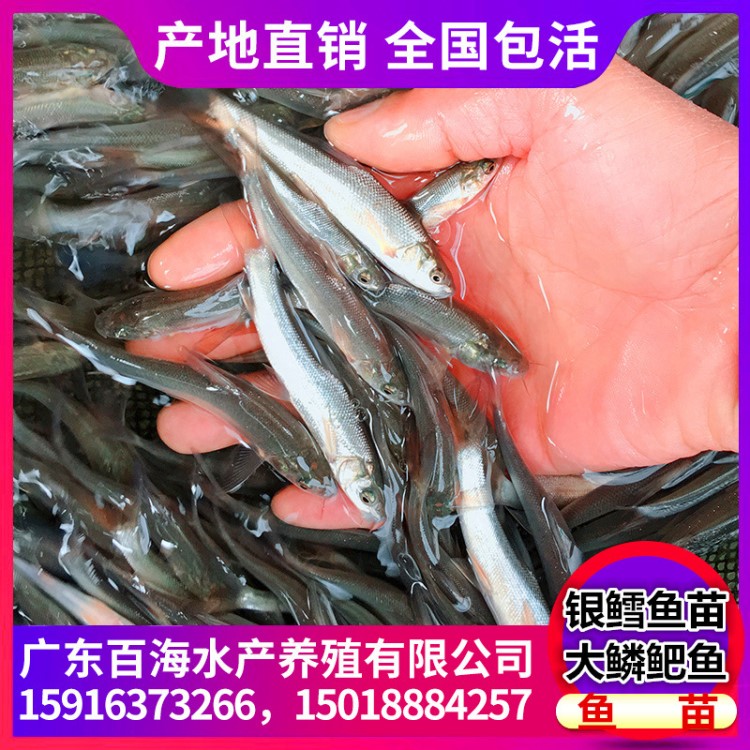 大鱗鲃魚苗 淡水 銀鱈魚苗 烏茲別克斯坦銀雪魚苗 活體魚苗 批發(fā)