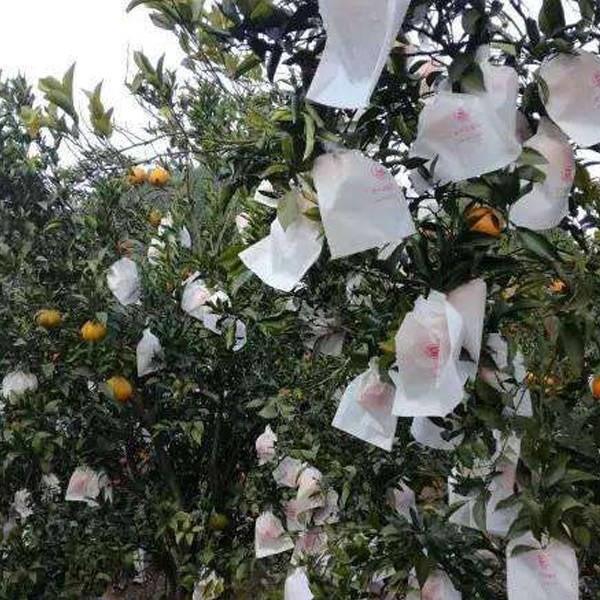 石榴套袋柑橘袋枇杷袋芒果套袋水果專用套袋防鳥蟲防水育果袋