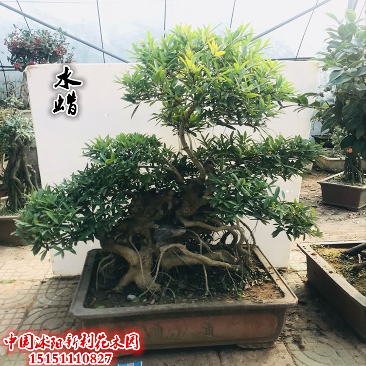 水蜡盆景树桩四季常青水蜡树桩盆景别墅庭院摆饰种植 下山桩