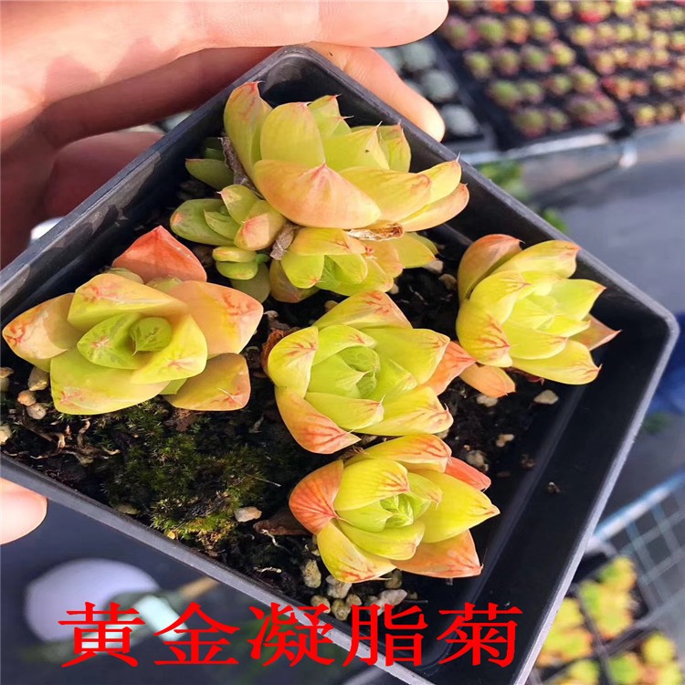 精品狀態(tài)十二卷屬科品種多肉 黃金凝脂菊多肉植物繁殖基地直銷