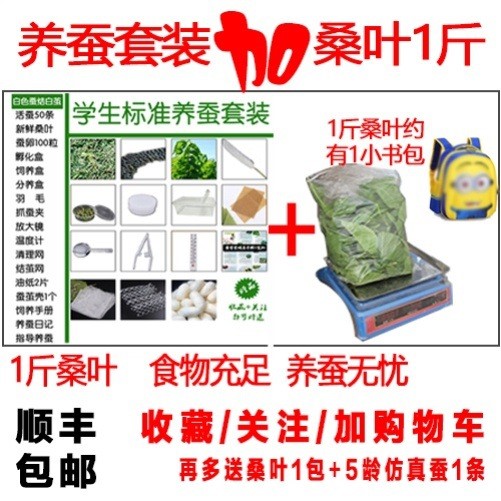 蚕卵蚕种小蚕蚁蚕活物蚕宝宝活体彩色学生养蚕套装送新鲜桑叶包邮