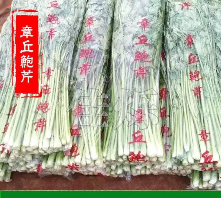 山東特產(chǎn) 章丘芹菜 章丘鮑芹 健康無公害芹菜