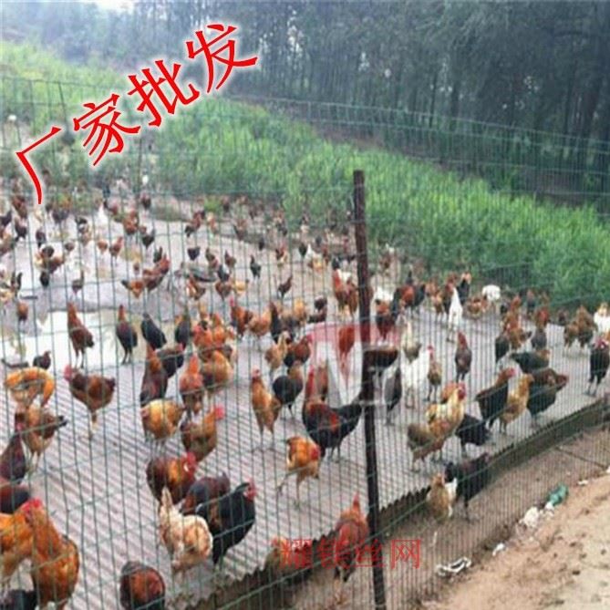 現貨供應綠色荷蘭網 荷蘭網規(guī)格 圍欄養(yǎng)殖 果園圈山包地網